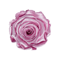 Pink Rose Sticker by Eternal Blossom Roses