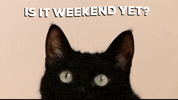 Ready For The Weekend Friday GIF