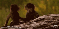 Bbc Two Baby GIF by BBC
