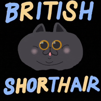 alicemck cat british funnycat british shorthair GIF