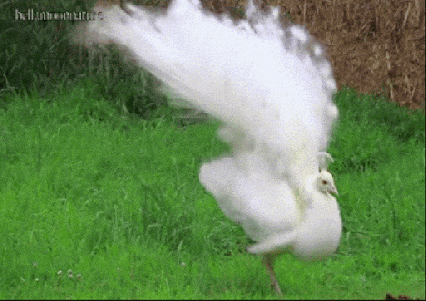 animals white wildlife peacock GIF