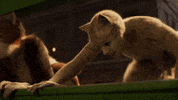 Cat Meow GIF by Cats Movie