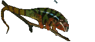 lizard STICKER