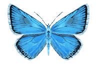 Illustration Butterfly Sticker