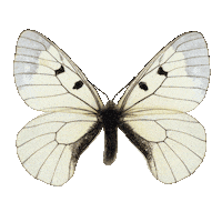 Butterfly Sticker