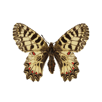 Butterfly Sticker