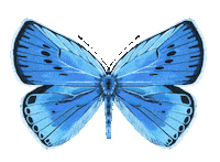 Illustration Butterfly Sticker