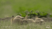Happy Friends GIF by Nat Geo Wild