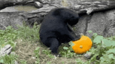 Halloween Bear GIF by Oakland Zoo