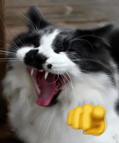 Cat Laughing GIF