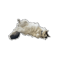 Cat Ragdoll Sticker by Rega Marketing