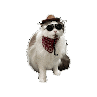 Ragdoll Cat Sticker by Rega Marketing