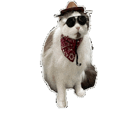 Ragdoll Cat Sticker by Rega Marketing