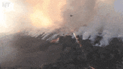 forest fire news GIF by NowThis 