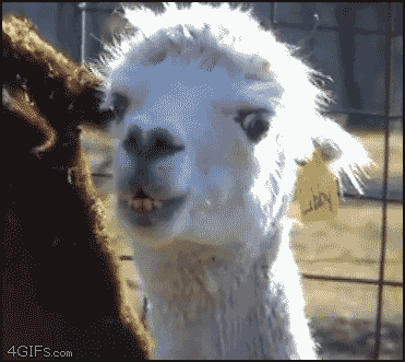 face someone GIF