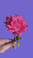 Red Rose Love GIF
