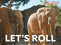 San Diego Zoo GIF by San Diego Zoo Wildlife Alliance