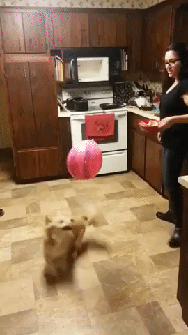 Dexter the Dog Is Baffled by a Balloon