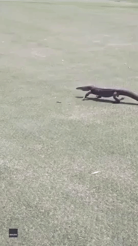 Fight or Flight? Magpie Swoops Down on Monitor Lizard at Queensland Golf Course