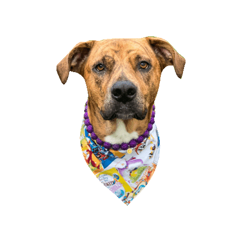 Rescue Dog Mutt Sticker by Geekster Pets
