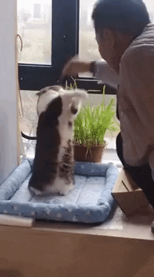 cuteanimalland giphyupload GIF