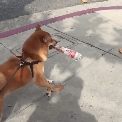 cute aww GIF