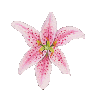 Mona Lisa Flowers Sticker