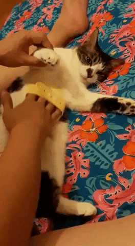derricklin moocat GIF