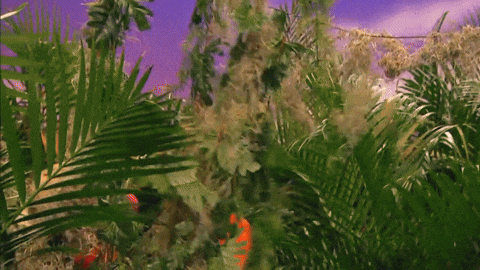 Leuke Avontuur GIF door Sésamo