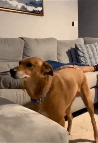 cuteanimalland giphyupload GIF