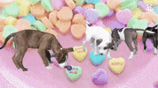 Valentines Day Love GIF by Best Friends Animal Society