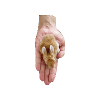 Rabbit Momeanim Sticker