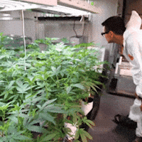 Cannabis GIF by Exclusive Michigan