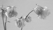 flowers blooming GIF