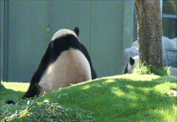Panda Bears GIF