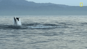 Nat Geo Ocean GIF by National Geographic TV