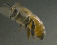 honey bee GIF