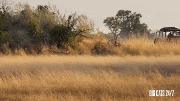 Lion Fight on the Savannah