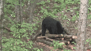 excited black bear GIF by Winkelman