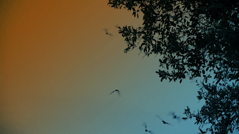 Trick Or Treat Halloween GIF by University of Florida