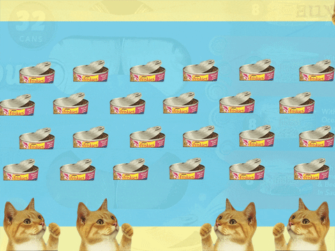 cat nom GIF