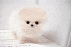 dog love GIF