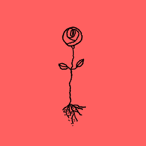 rose flower GIF