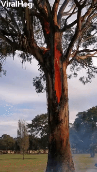 Tree Burns From Inside Out