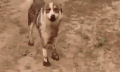 cuteanimalland giphyupload GIF