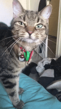 Odie GIF