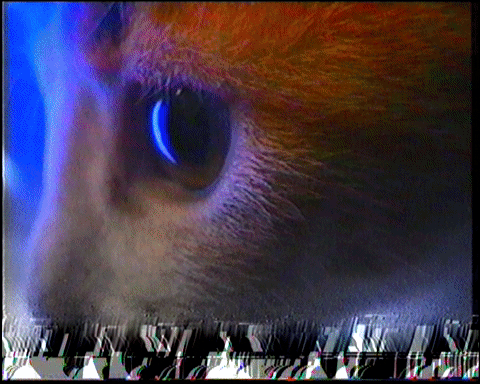 Visual Art Cat GIF by vektormon