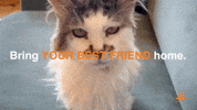 Best Friends GIF by Best Friends Animal Society
