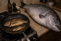 Fish GIF