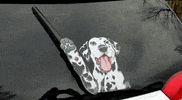 dog waving GIF by WiperTags Wiper Covers